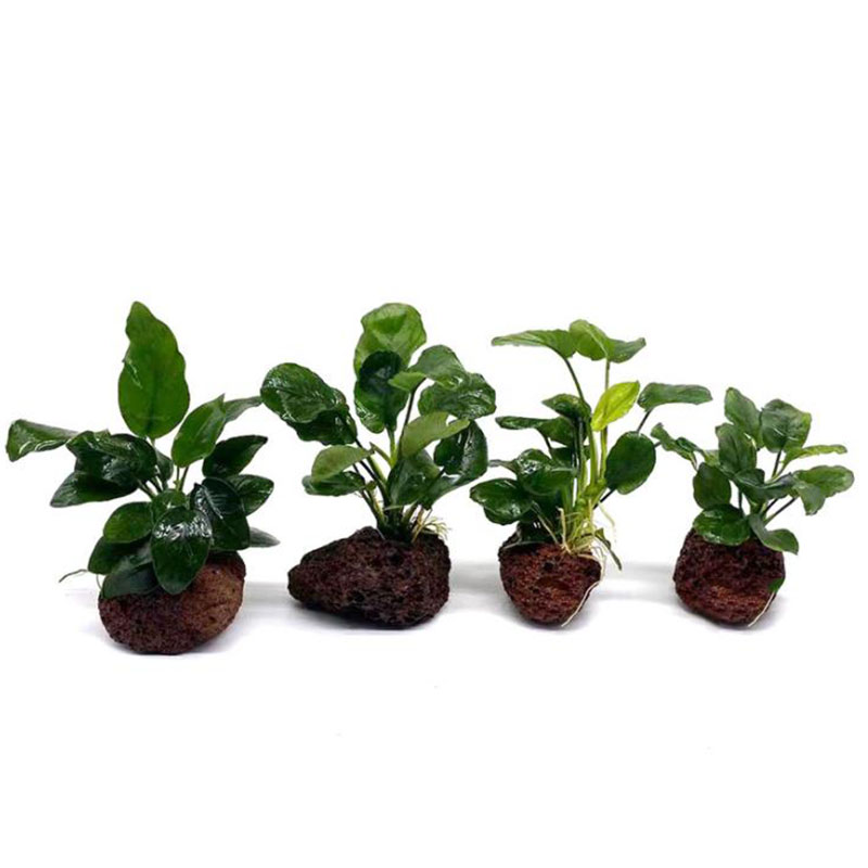 Volkanik Akvaryum Dekorasyon B - Aquarium Fish Tank Price incelemesi ve fiyatı