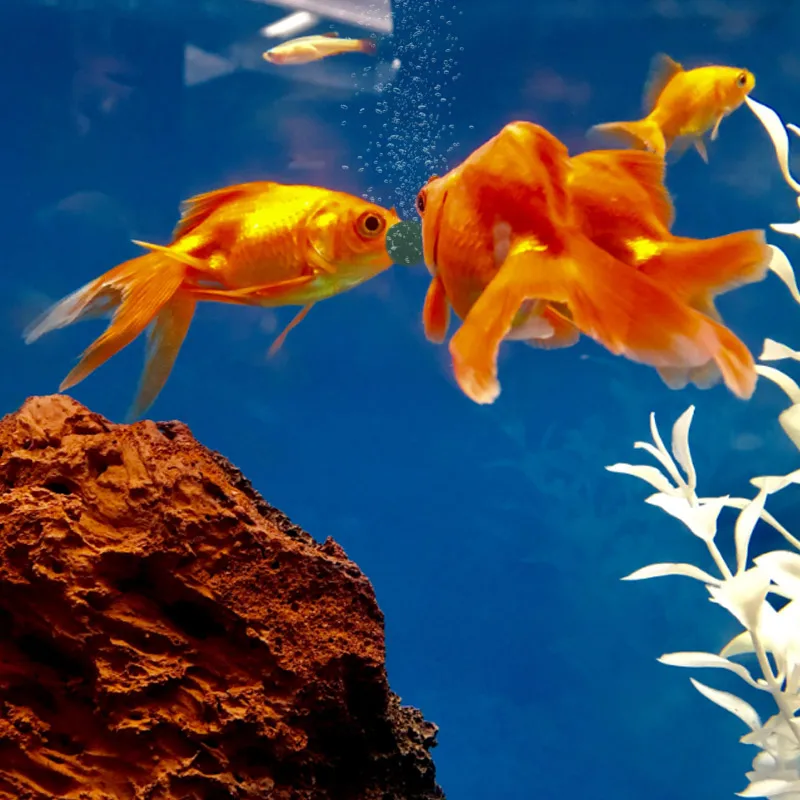 100 adet Yüksek Saflıkta Spiru - Aquarium Fish Vitamin incelemesi ve fiyatı