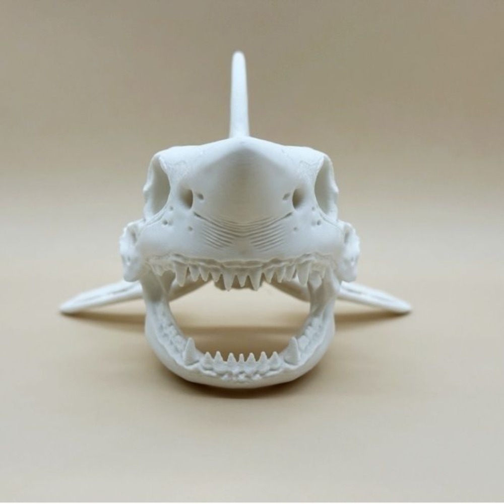 3D Baskı Köpekbalığı Kafatası  - Aquarium Fish Shark incelemesi ve fiyatı