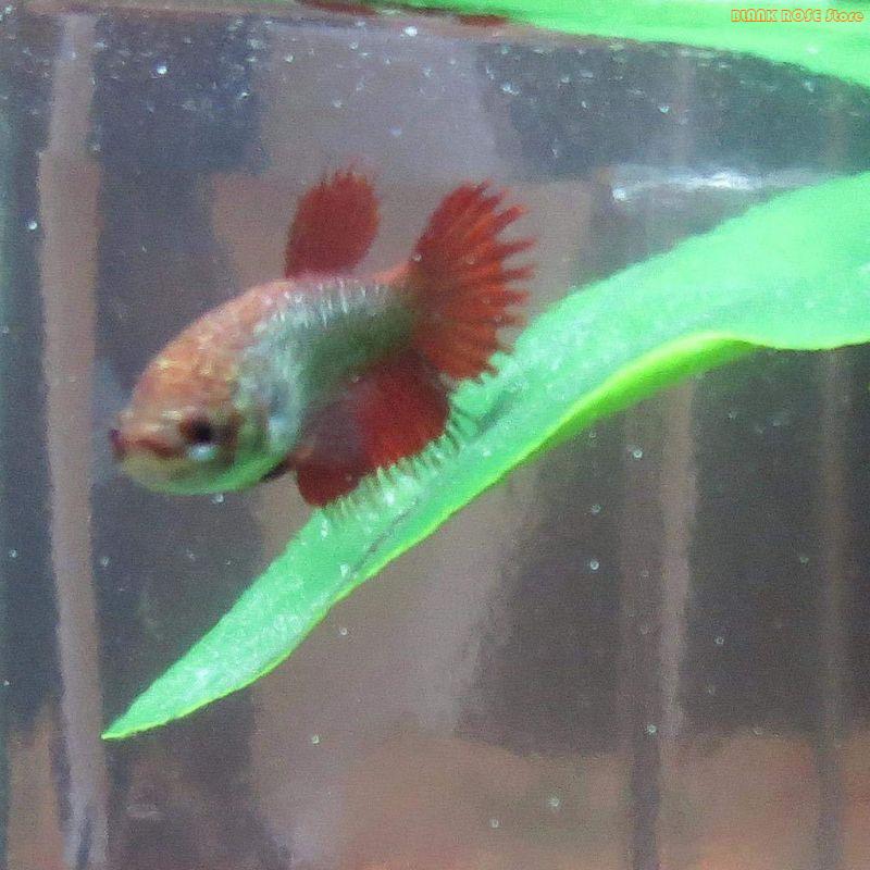 K1AE Balık Tankları Bitki Deko - Aquarium Fish Beautiful incelemesi ve fiyatı