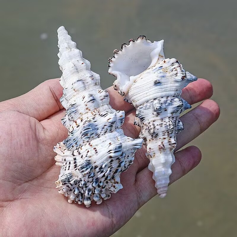 Canavar Kulesi Salyangoz Balık - Aquarium Fish Monster incelemesi ve fiyatı