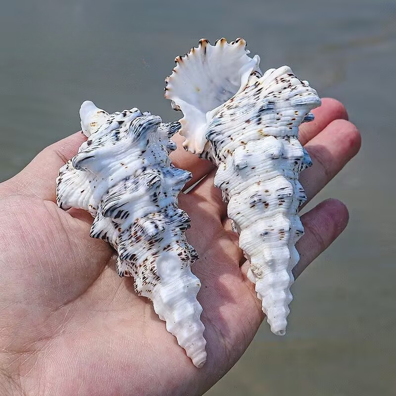 Canavar Kulesi Salyangoz Balık - Aquarium Fish Monster incelemesi ve fiyatı
