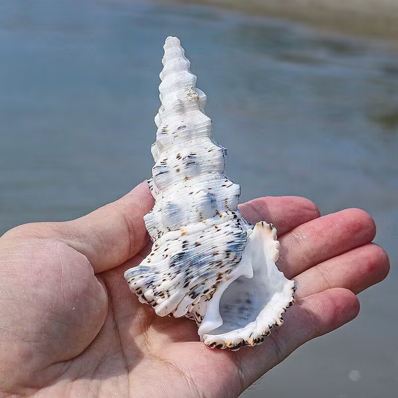 Canavar Kulesi Salyangoz Balık - Aquarium Fish Monster incelemesi ve fiyatı
