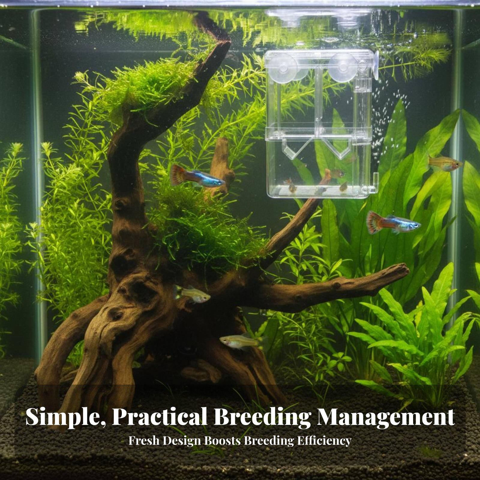 Çift Katmanlı Akvaryum Yetişti - Aquarium Fish In incelemesi ve fiyatı