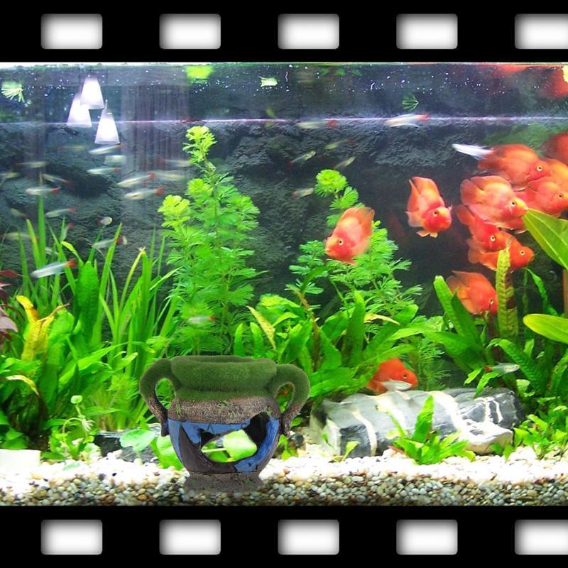 1 adet Reçine Vazo Yosun Akvar - Aquarium Fish Tank Price incelemesi ve fiyatı