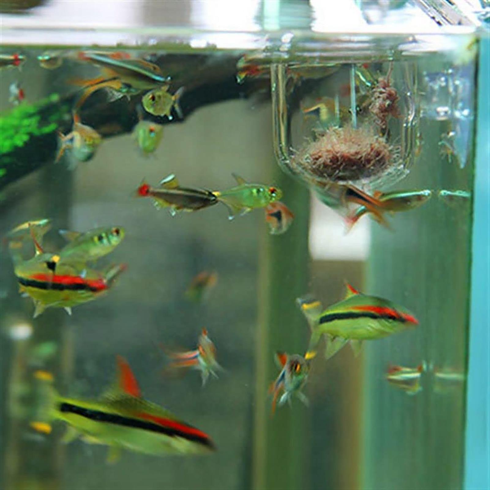 Balık Tankı için Bitki Tutucu  - Aquarium Fish Beautiful incelemesi ve fiyatı