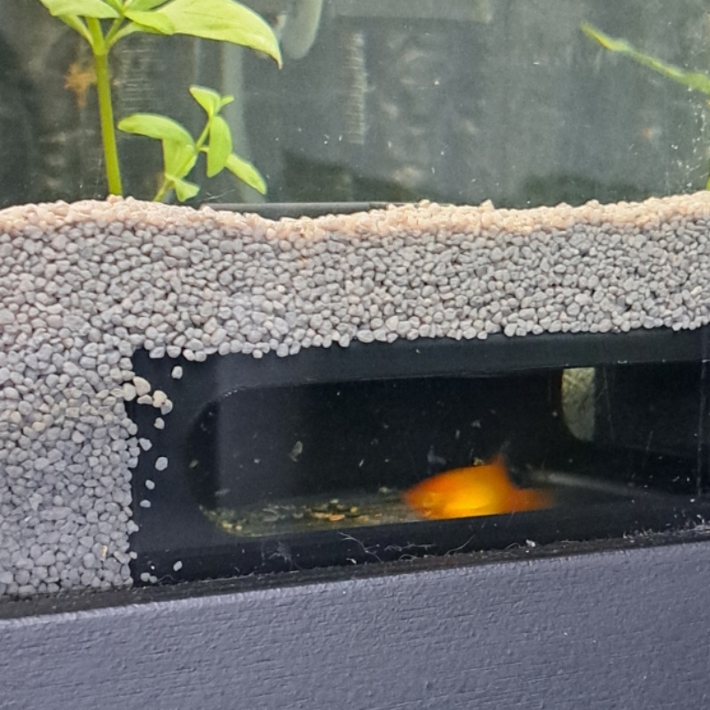 Yarım Daire Akvaryum Köşe Balı - Aquarium Fish Paradise incelemesi ve fiyatı