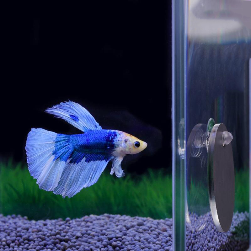 Akvaryum Betta Ayna Balık Tank - Aquarium Fish Escape incelemesi ve fiyatı