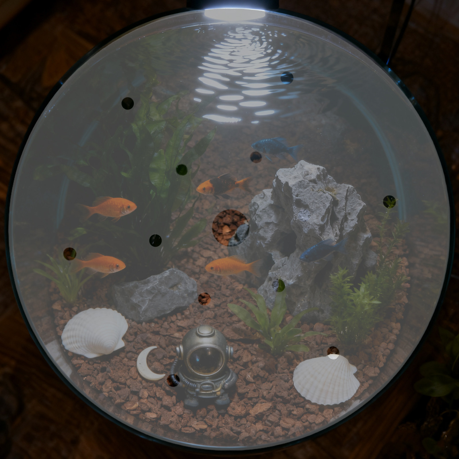 7 inç Yuvarlak Akrilik Balık T - Aquarium Fish Escape incelemesi ve fiyatı